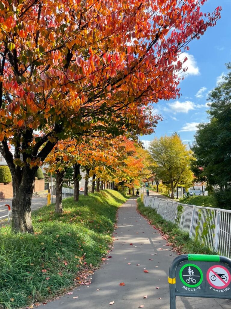 白石こころーど