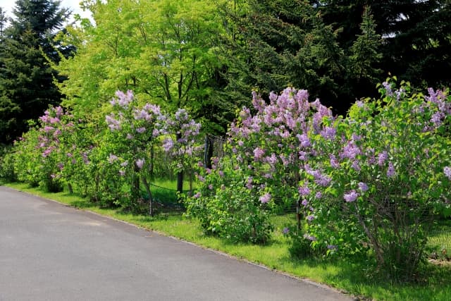 川下公園のライラックの写真