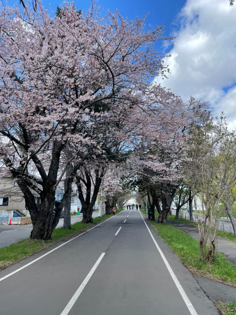桜の写真