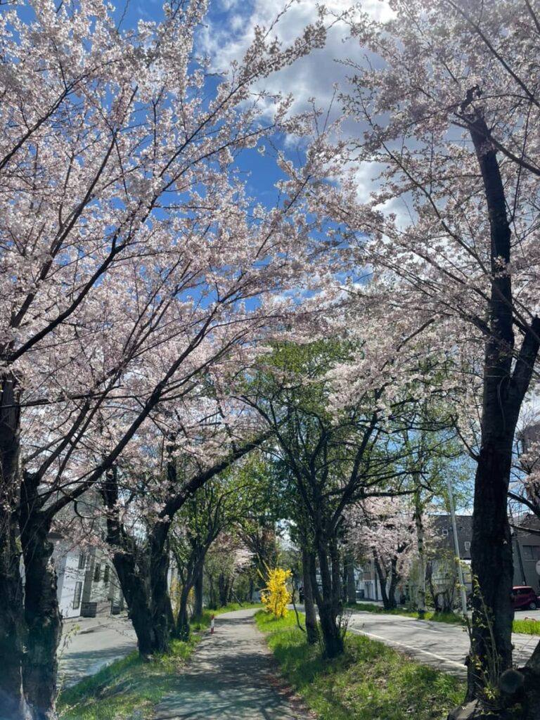 桜の写真