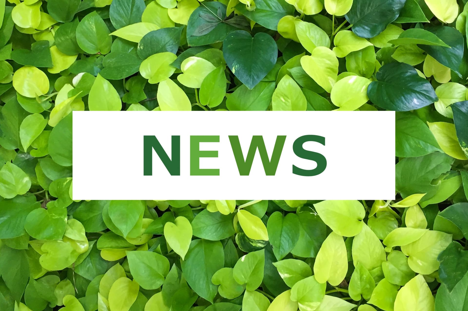 ニュースの写真