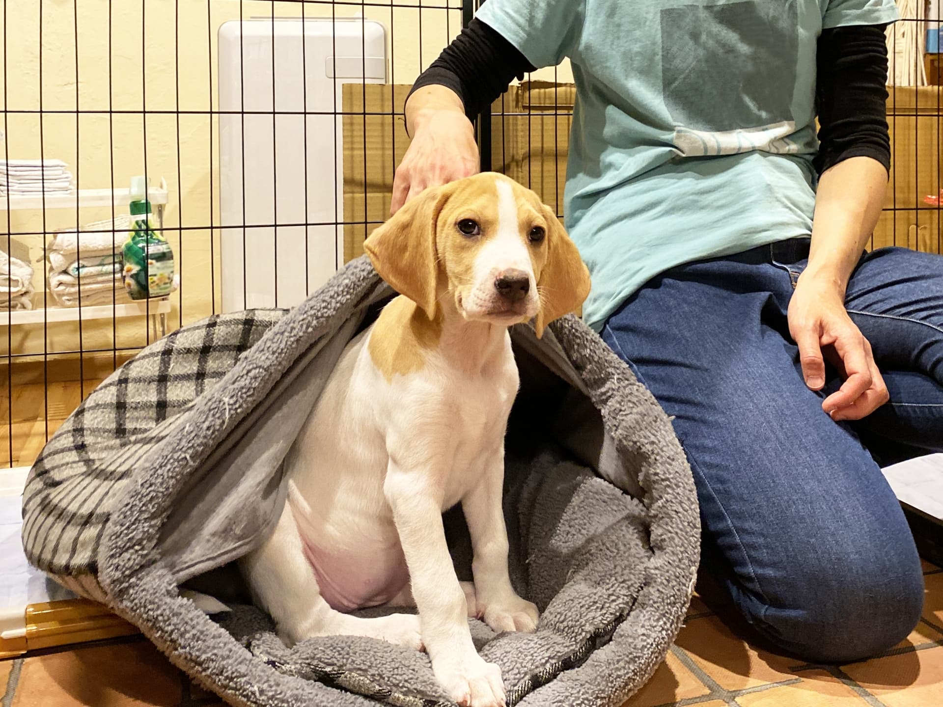 ペットホテルの写真