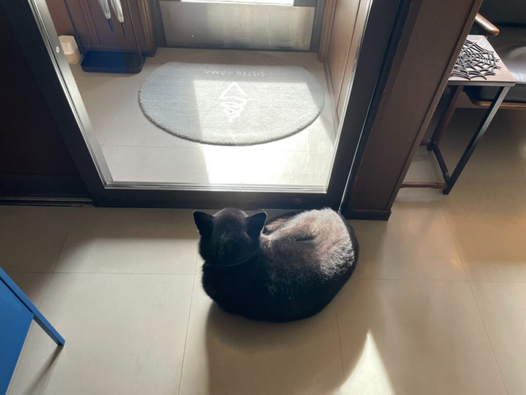 シスターパーマの犬の写真