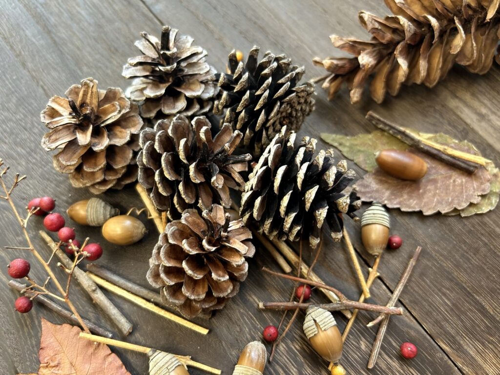 松ぼっくりの写真