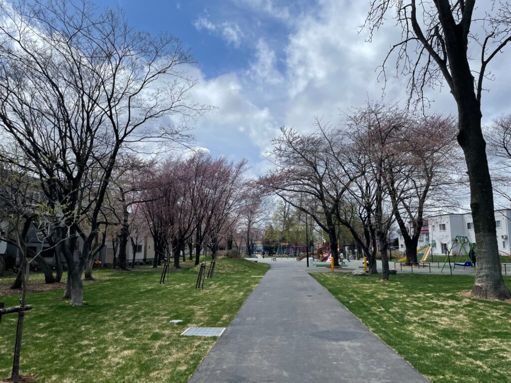 白石公園の桜の写真