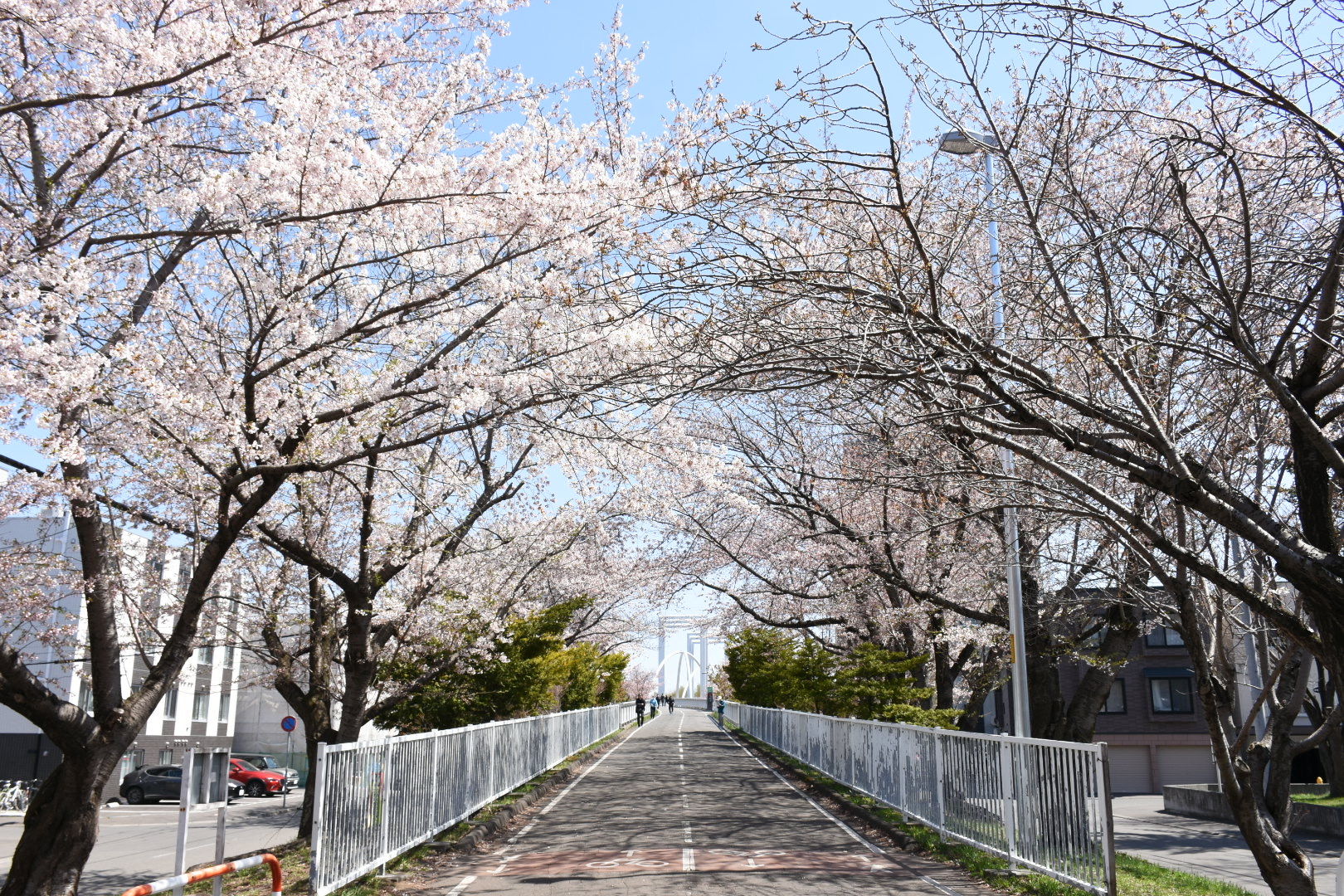 白石こころーどの桜の写真