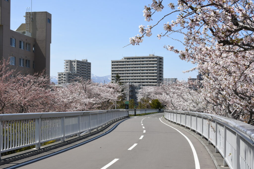 白石こころーどの桜の写真