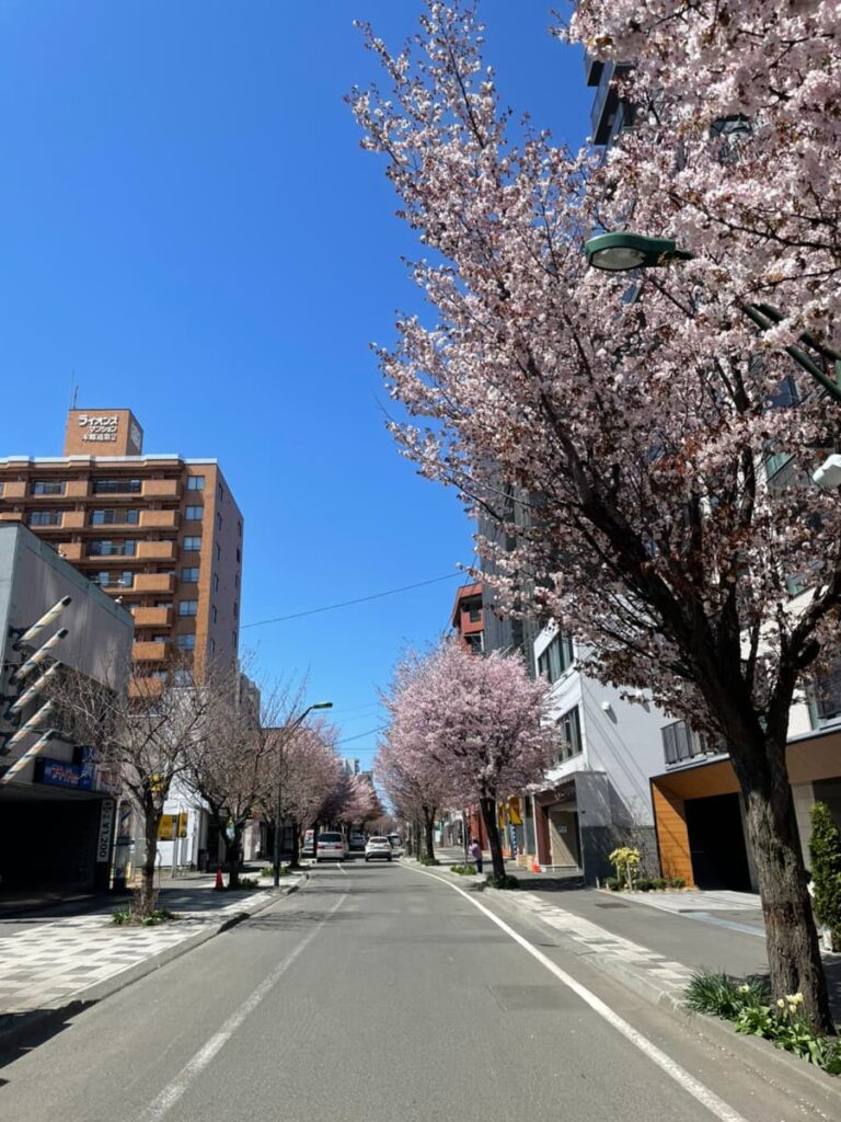 2026年本郷通商店街の桜の写真