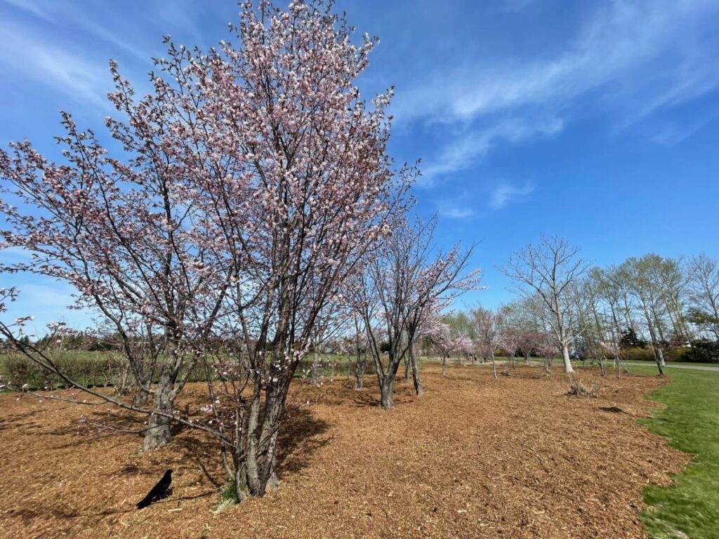 2026年川下公園の桜の写真