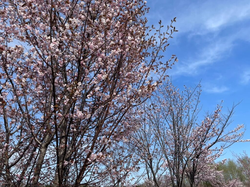 2026年川下公園の桜の写真