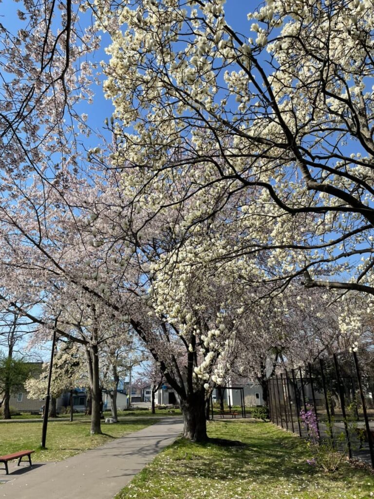 2026年白石公園の桜の写真