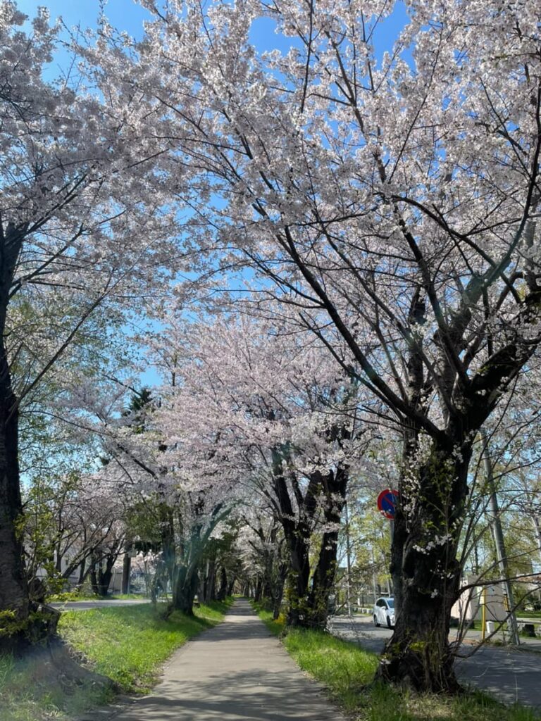 2026年白石こころーどの桜の写真